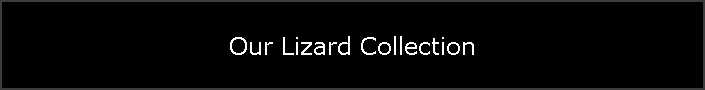 Our Lizard Collection